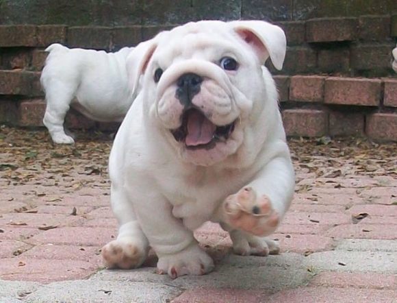 © cutestdog.com