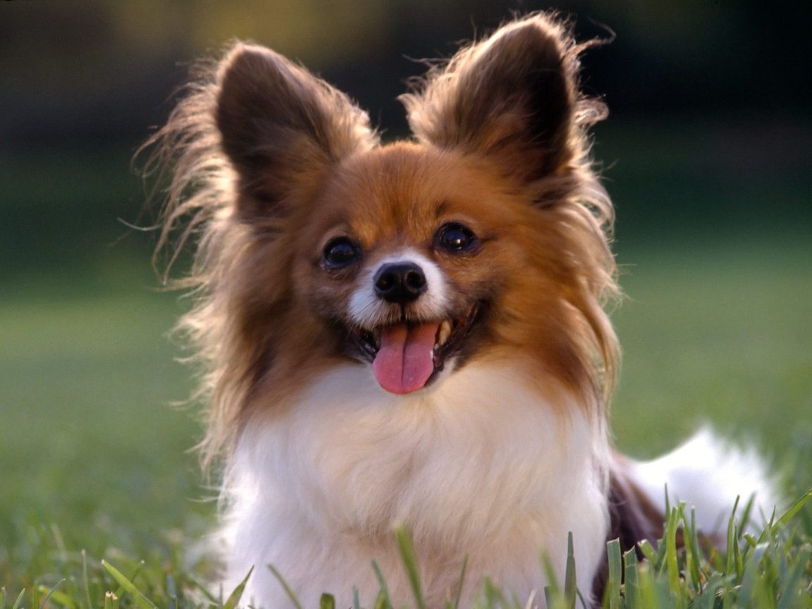 © smalldogbreedsdb.com