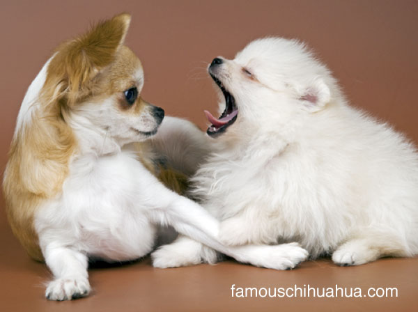 © famouschihuahua.com
