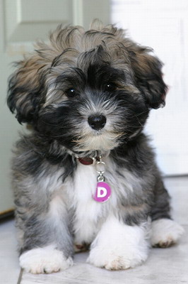 © greatdogbreed.com