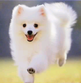 © freeanimalpictures.com